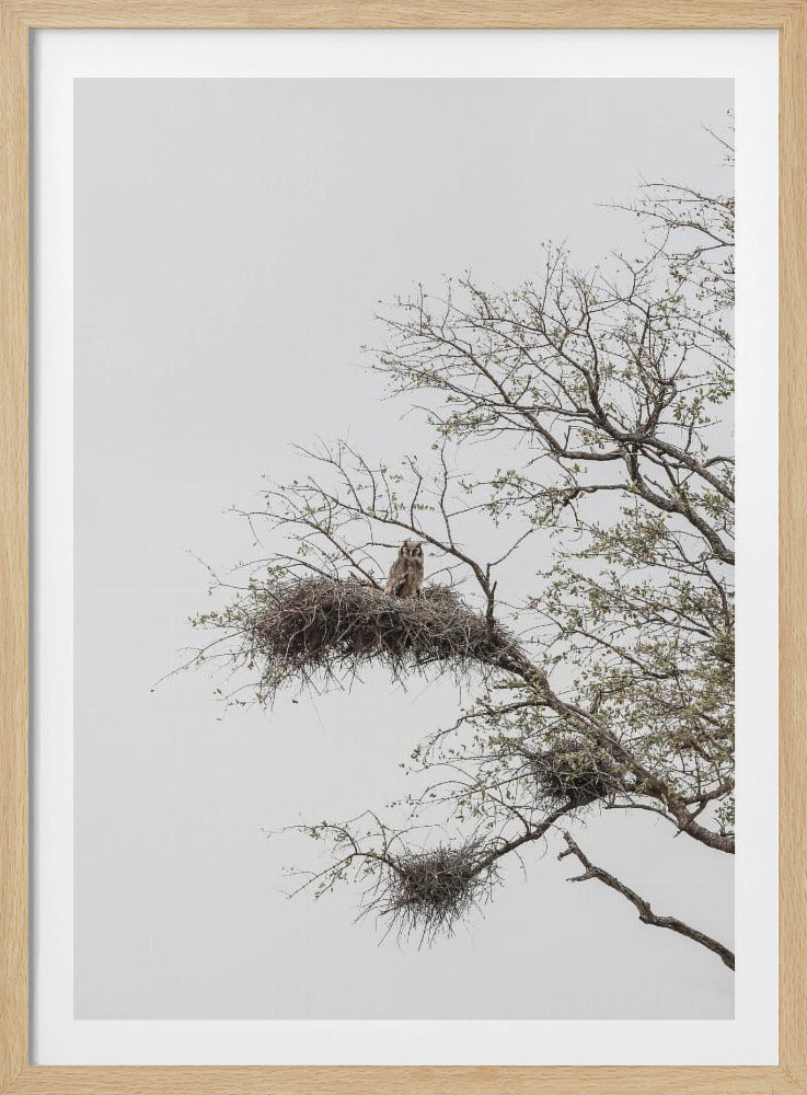 Eulensitz | Poster