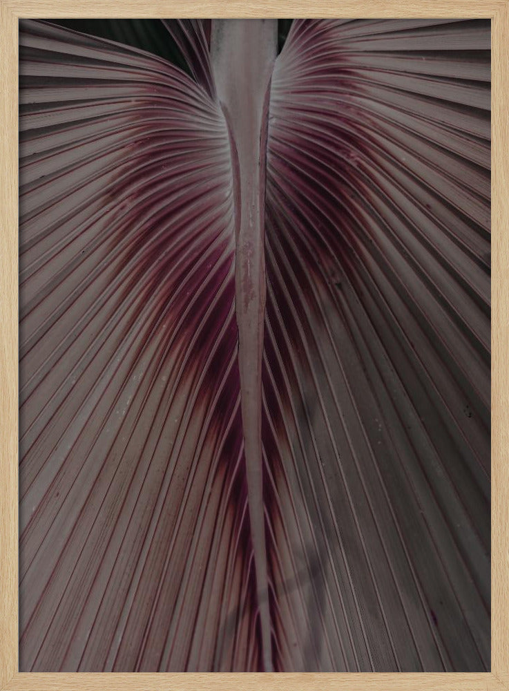 Purpurrote Blattadern | Poster