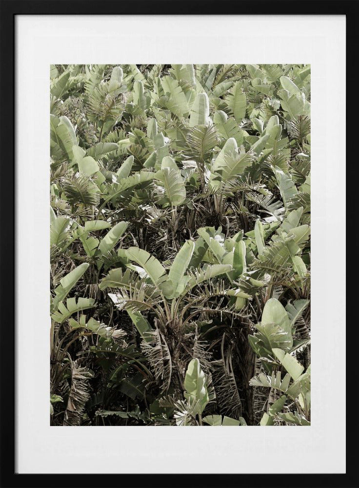 Grünes Blätterdach | Poster