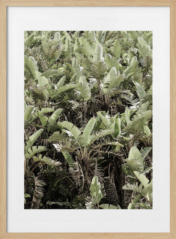 Grünes Blätterdach | Poster