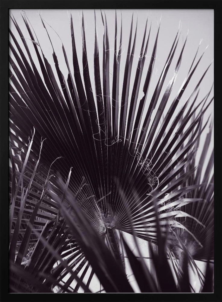Palmengeflüster | Poster