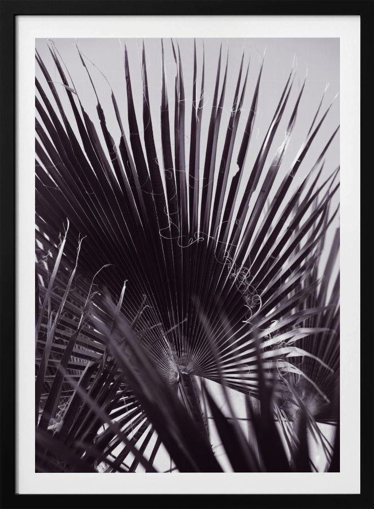 Palmengeflüster | Poster