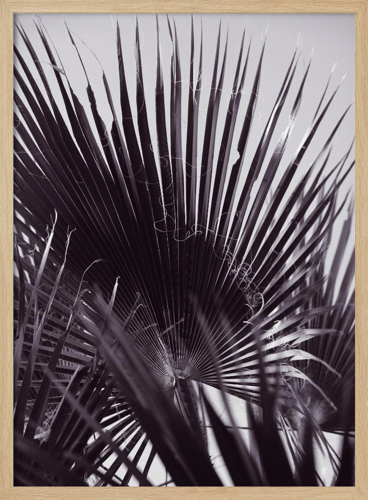 Palmengeflüster | Poster