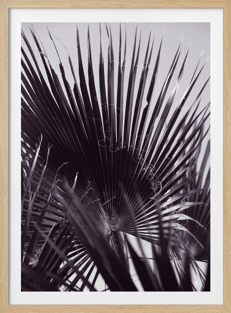 Palmengeflüster | Poster