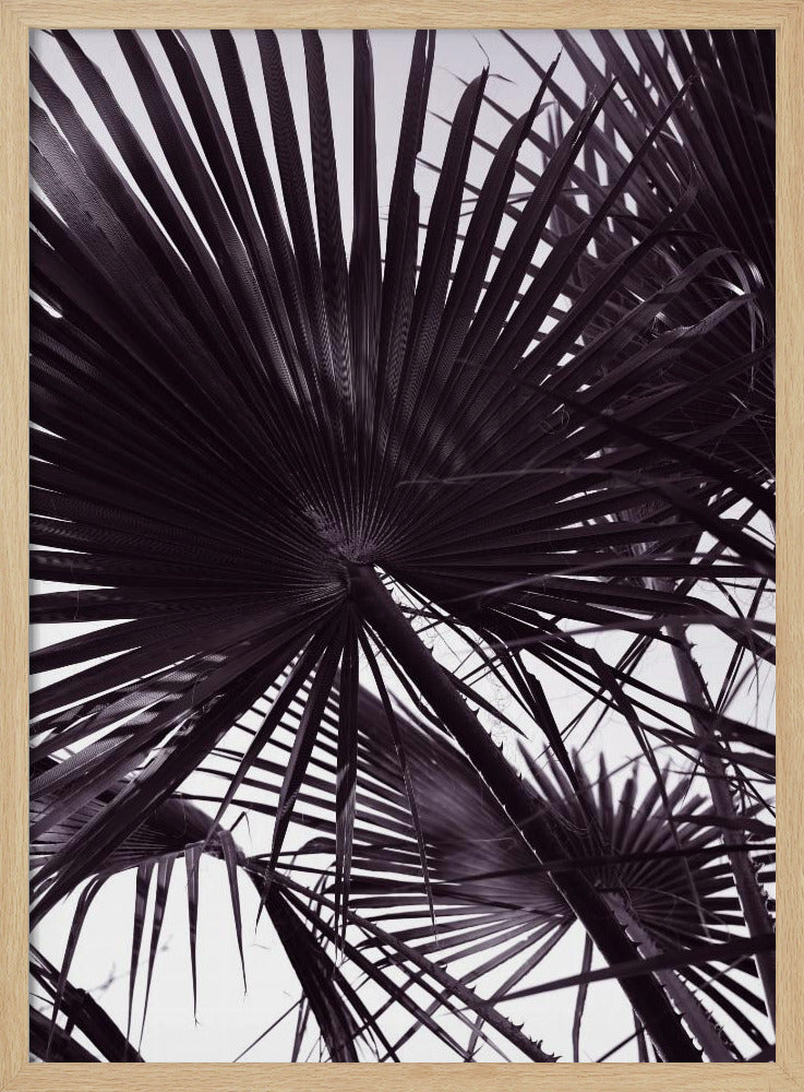 Palmensilhouette | Poster