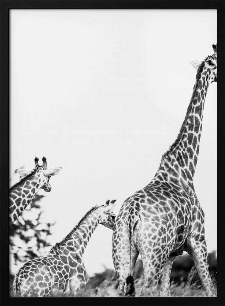 Giraffen-Familienspaziergang | Poster