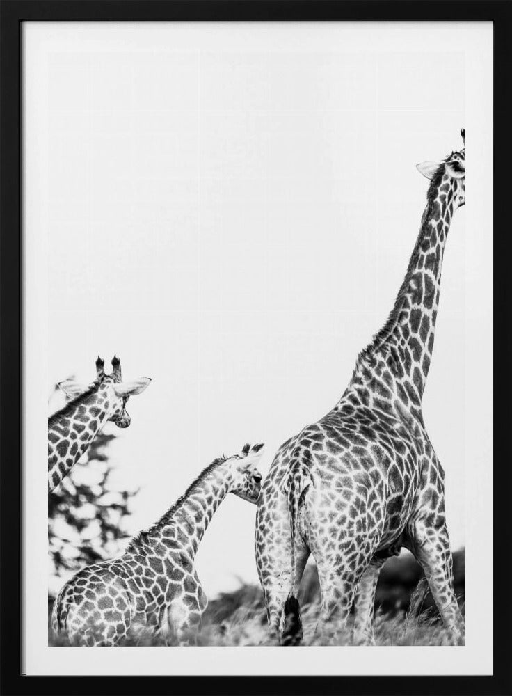Giraffen-Familienspaziergang | Poster