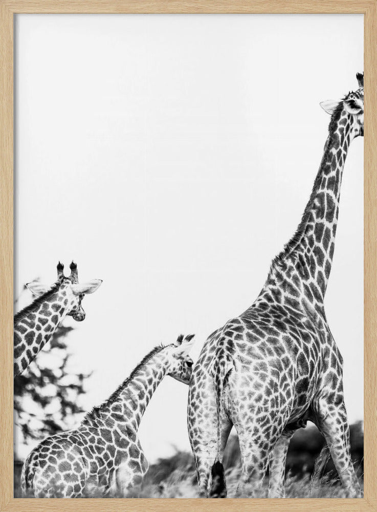 Giraffen-Familienspaziergang | Poster