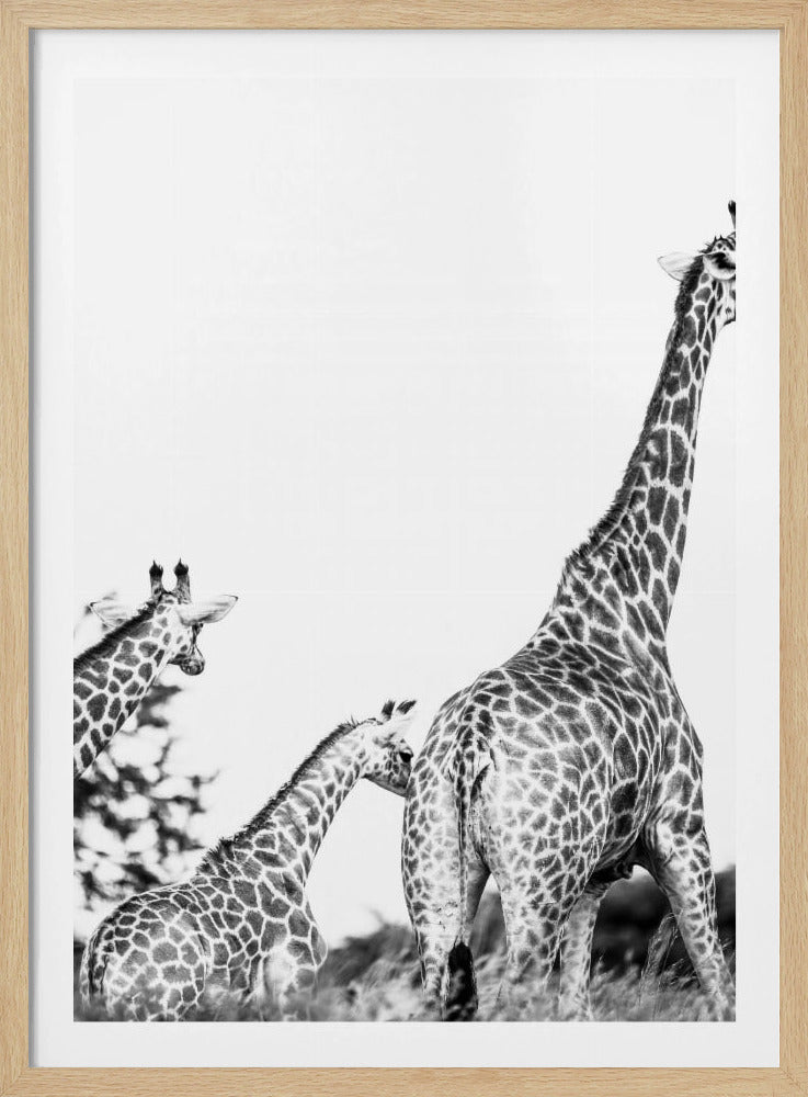Giraffen-Familienspaziergang | Poster