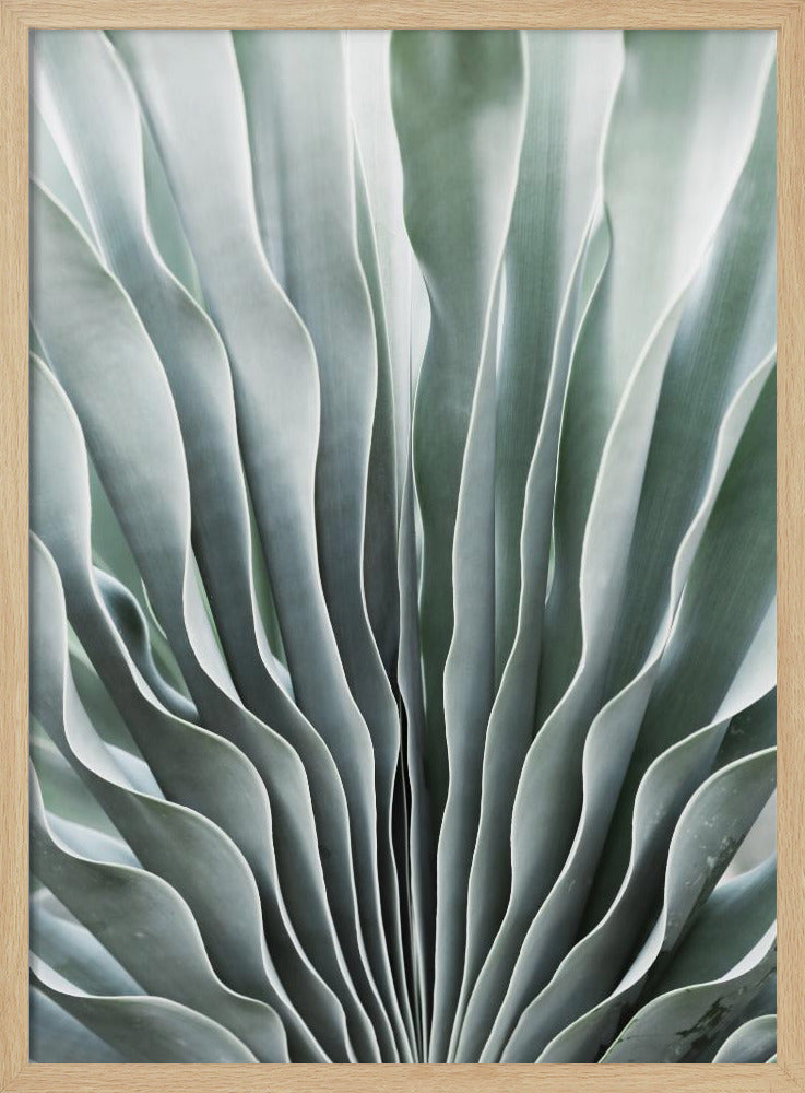 Nature's Grace | Poster