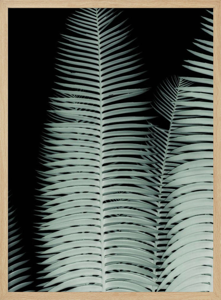 Silberwedel-Symphonie | Poster