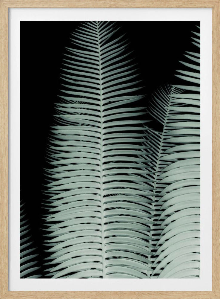 Silberwedel-Symphonie | Poster