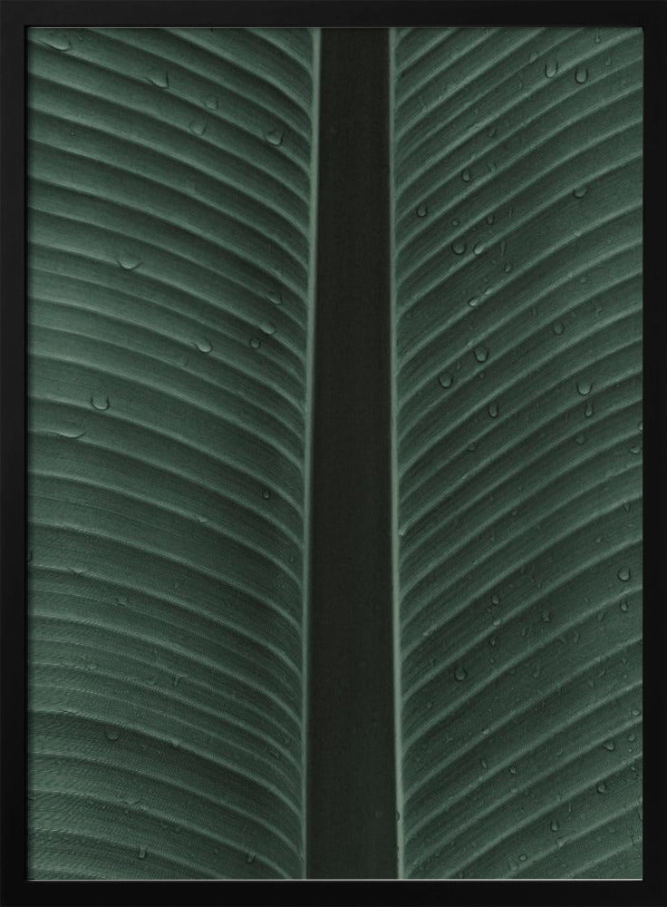 Taublatt-Symphonie | Poster