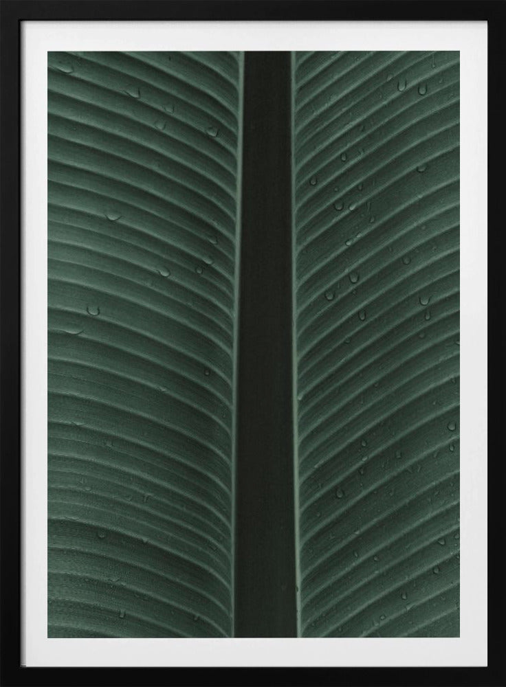 Taublatt-Symphonie | Poster