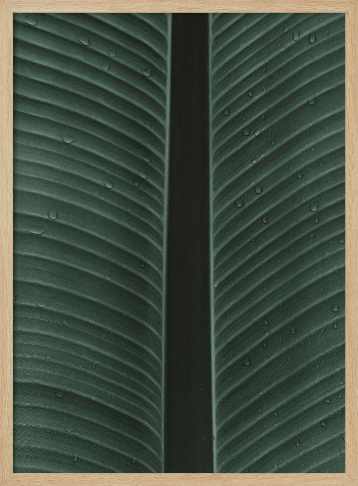 Taublatt-Symphonie | Poster