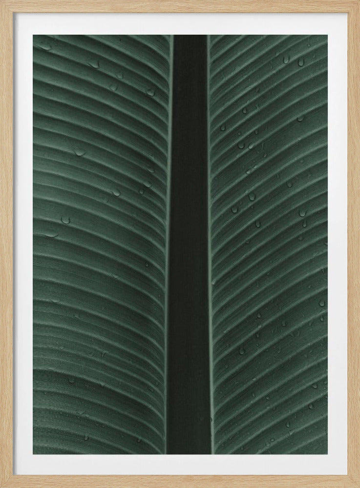 Taublatt-Symphonie | Poster