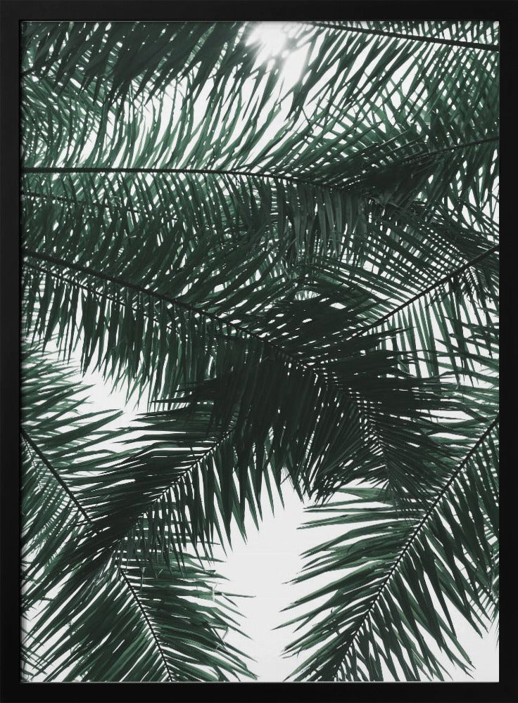 Sonnenbeschienenes Palmendach | Poster