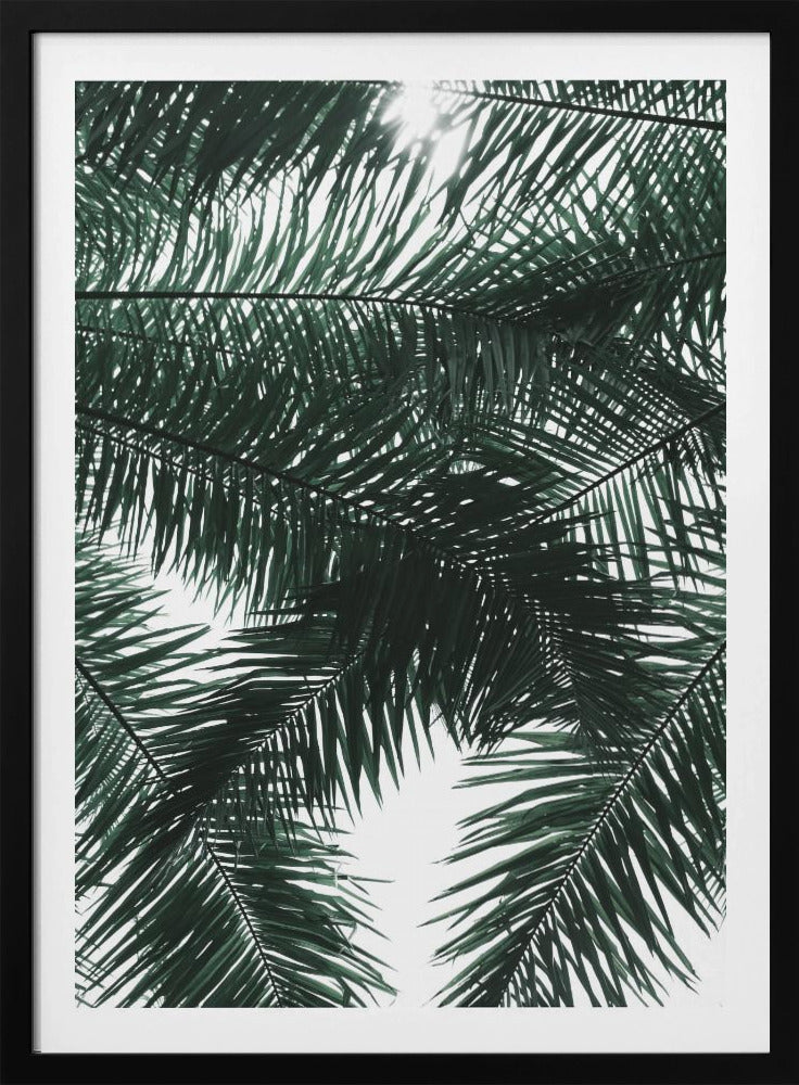 Sonnenbeschienenes Palmendach | Poster