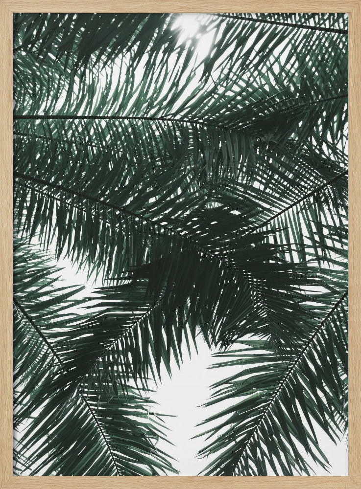 Sonnenbeschienenes Palmendach | Poster