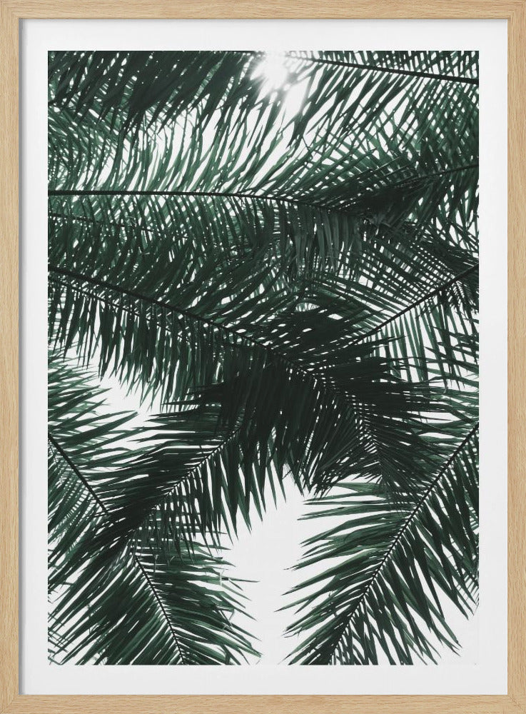 Sonnenbeschienenes Palmendach | Poster