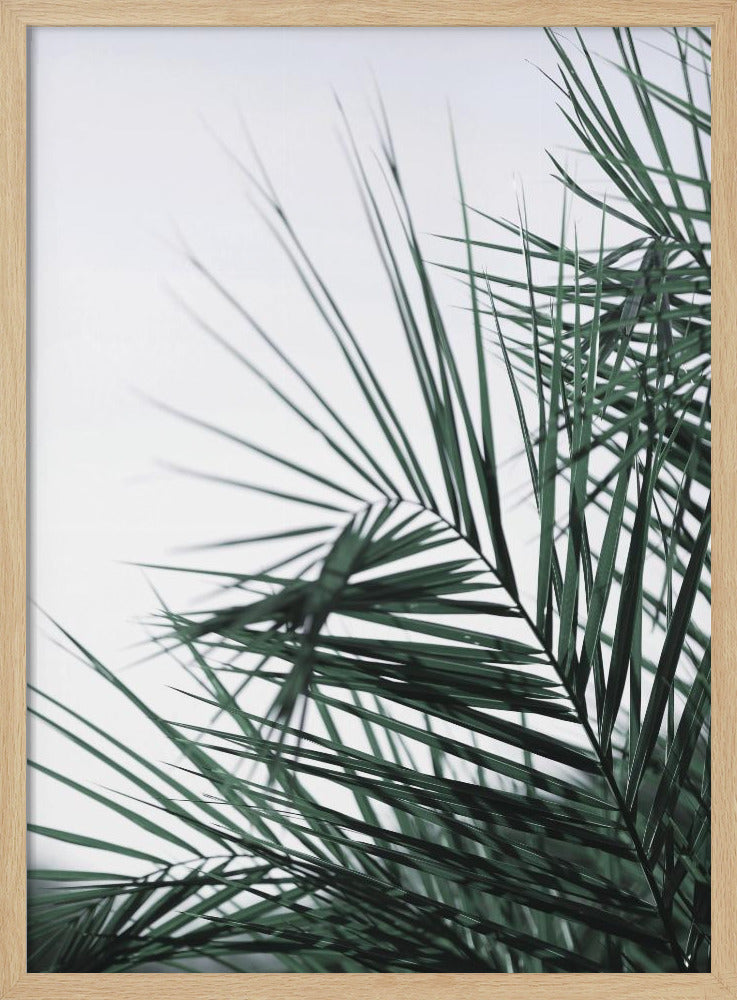 Flüsternde Palmen | Poster