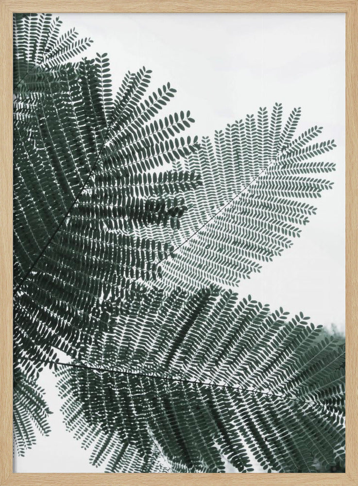 Farnflüstern | Poster