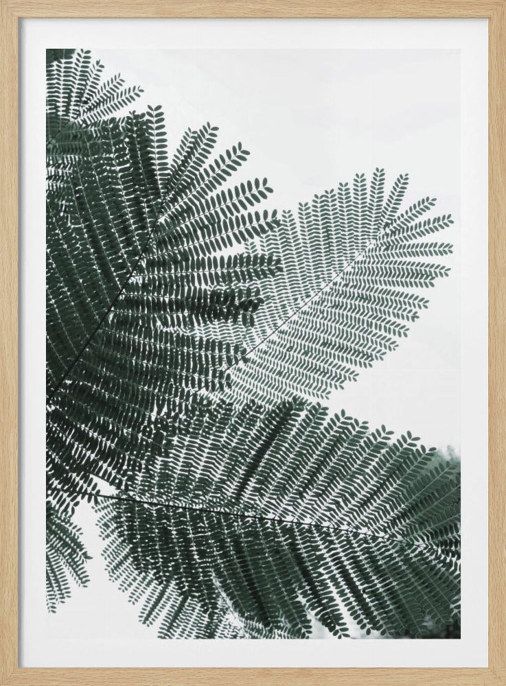 Farnflüstern | Poster