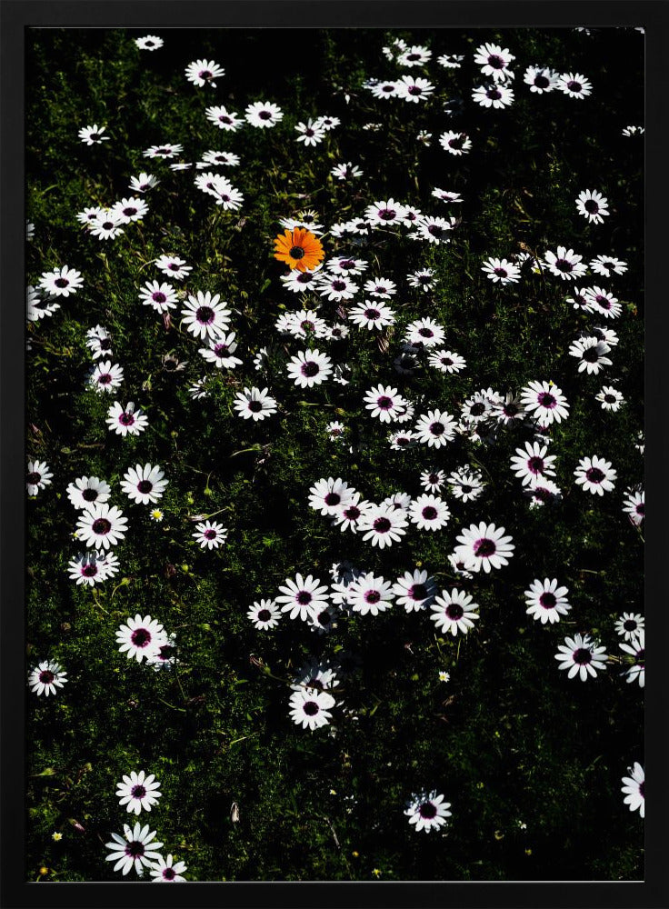 Einzigartige Blüte | Poster