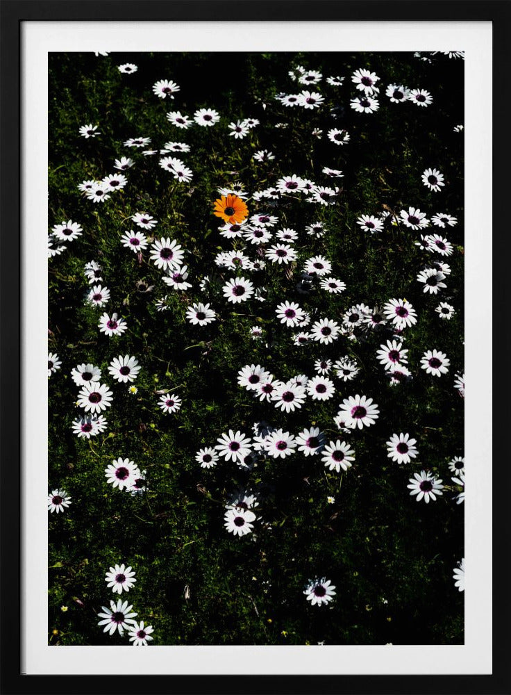 Einzigartige Blüte | Poster