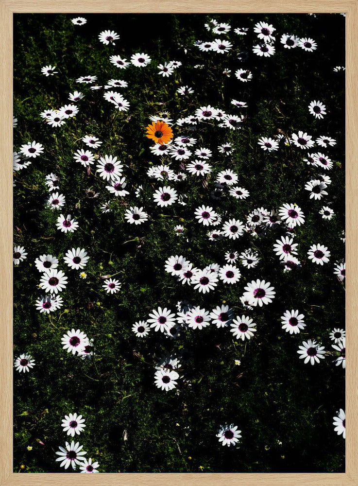 Einzigartige Blüte | Poster