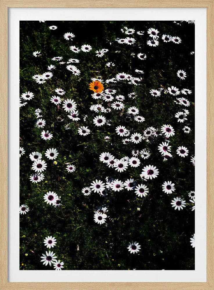 Einzigartige Blüte | Poster