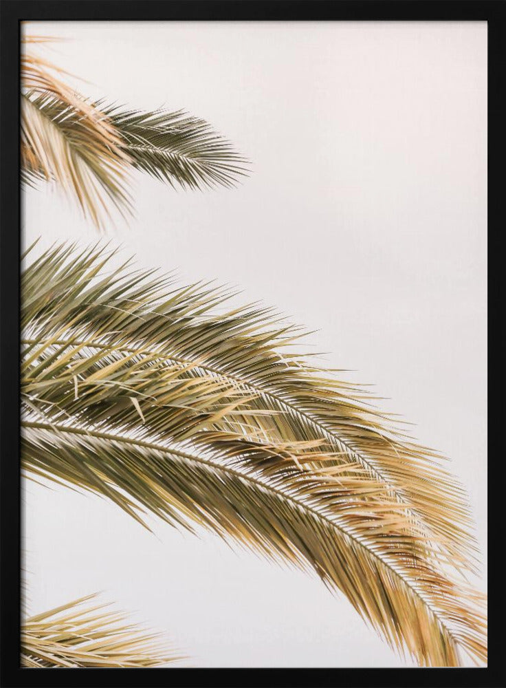Goldene Palmenbrise | Poster