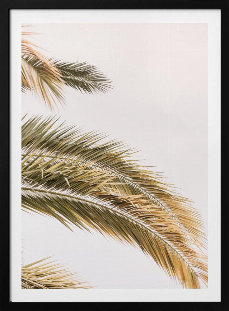 Goldene Palmenbrise | Poster