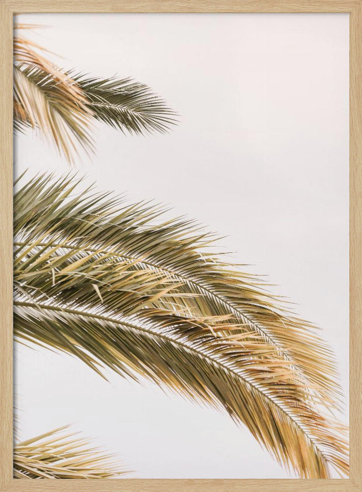 Goldene Palmenbrise | Poster