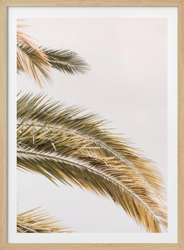 Goldene Palmenbrise | Poster