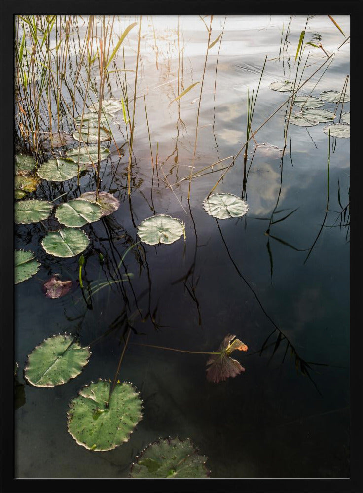 Lilys ruhige Morgendämmerung | Poster