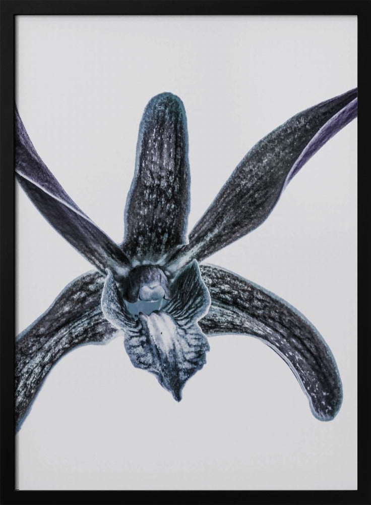 Mitternachtsblüte | Poster