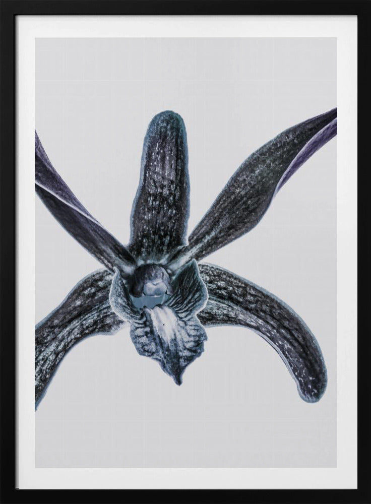 Mitternachtsblüte | Poster