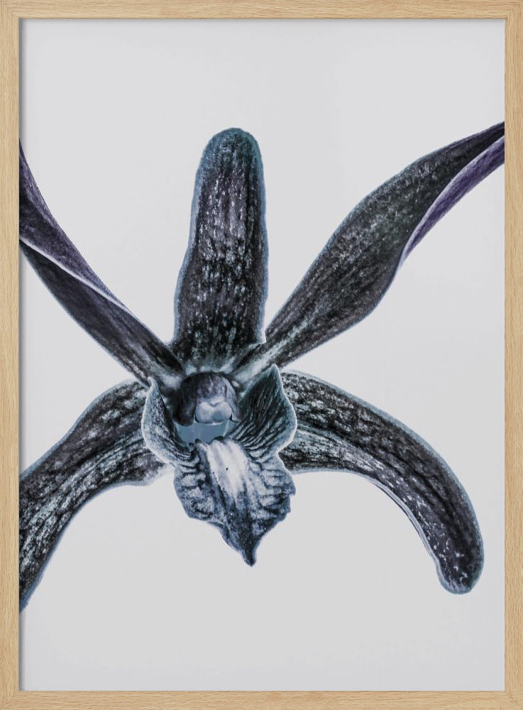 Mitternachtsblüte | Poster
