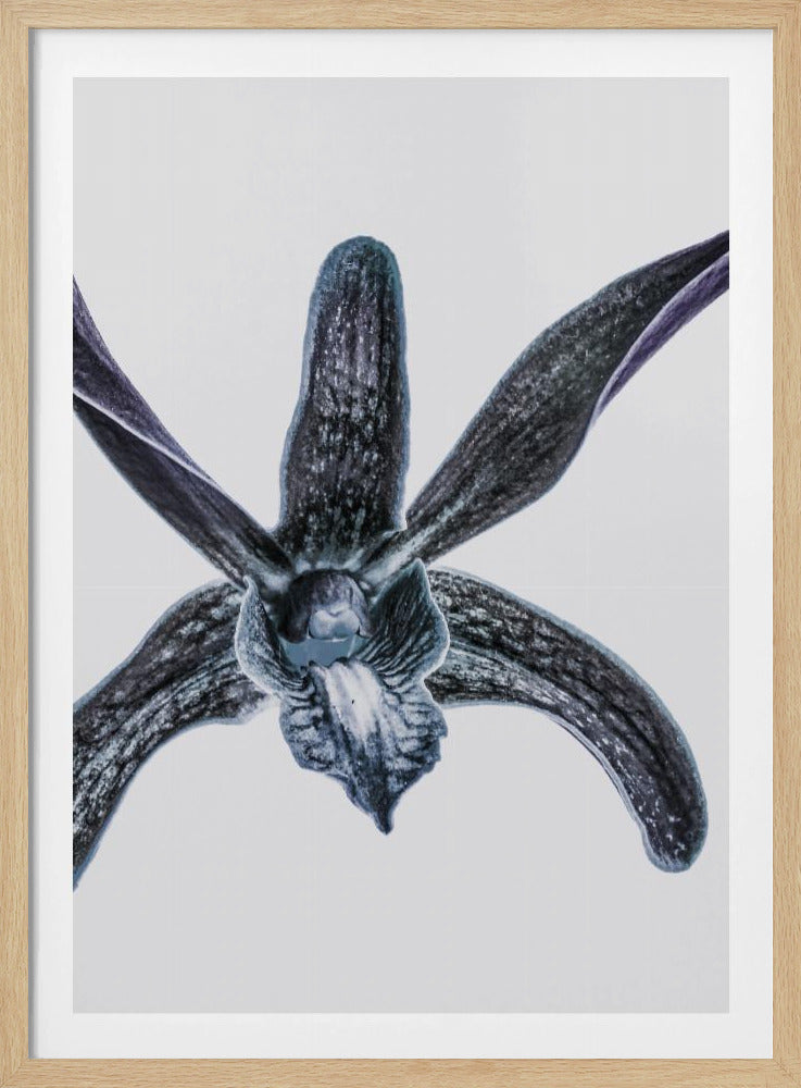 Mitternachtsblüte | Poster