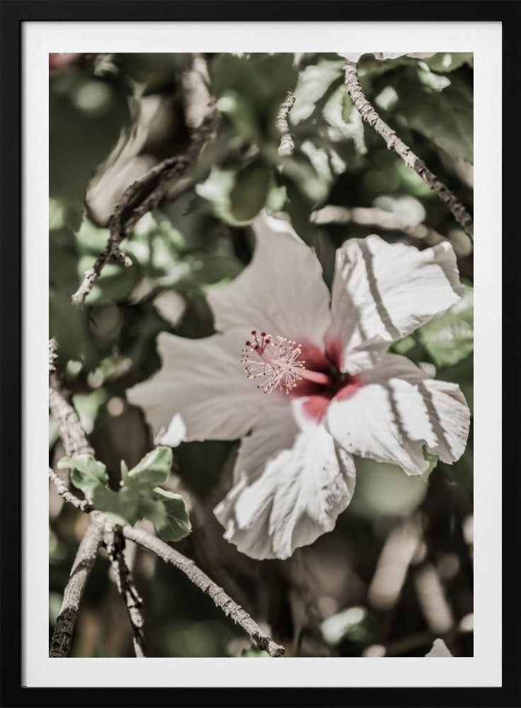 Flüsternde Blüte | Poster