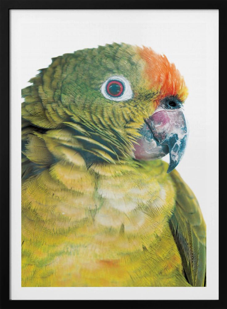 Lebhafter Papageienblick | Poster
