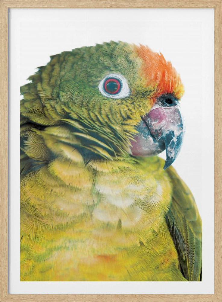 Lebhafter Papageienblick | Poster