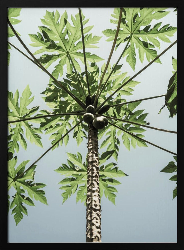 Himmelwärts Papaya | Poster