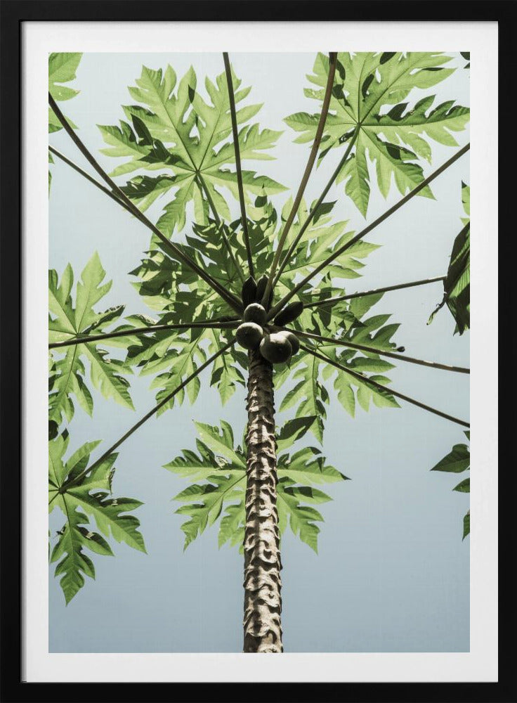 Himmelwärts Papaya | Poster