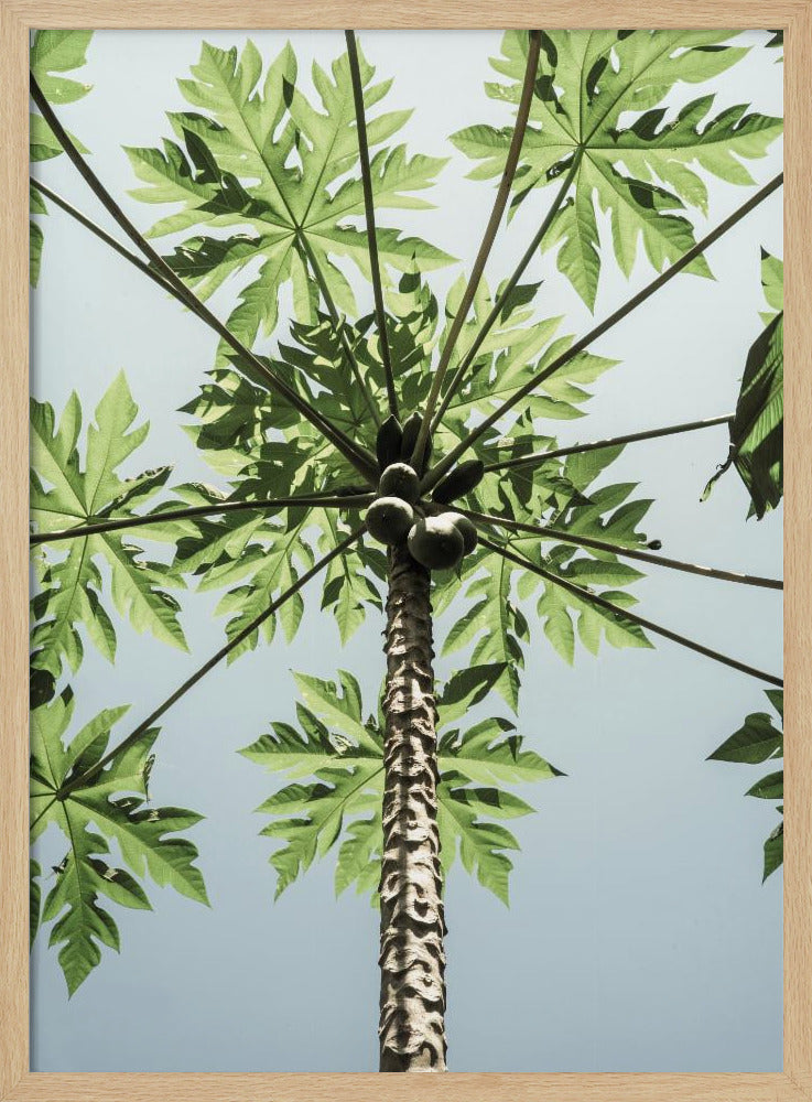 Himmelwärts Papaya | Poster
