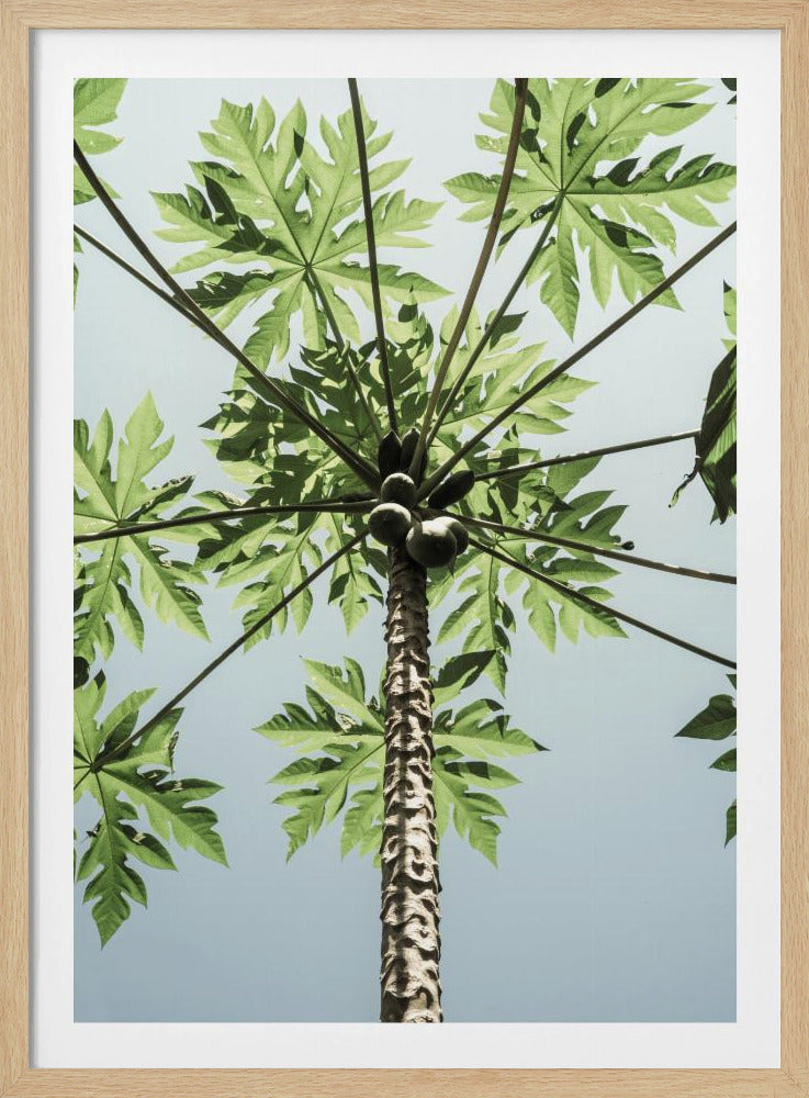 Himmelwärts Papaya | Poster
