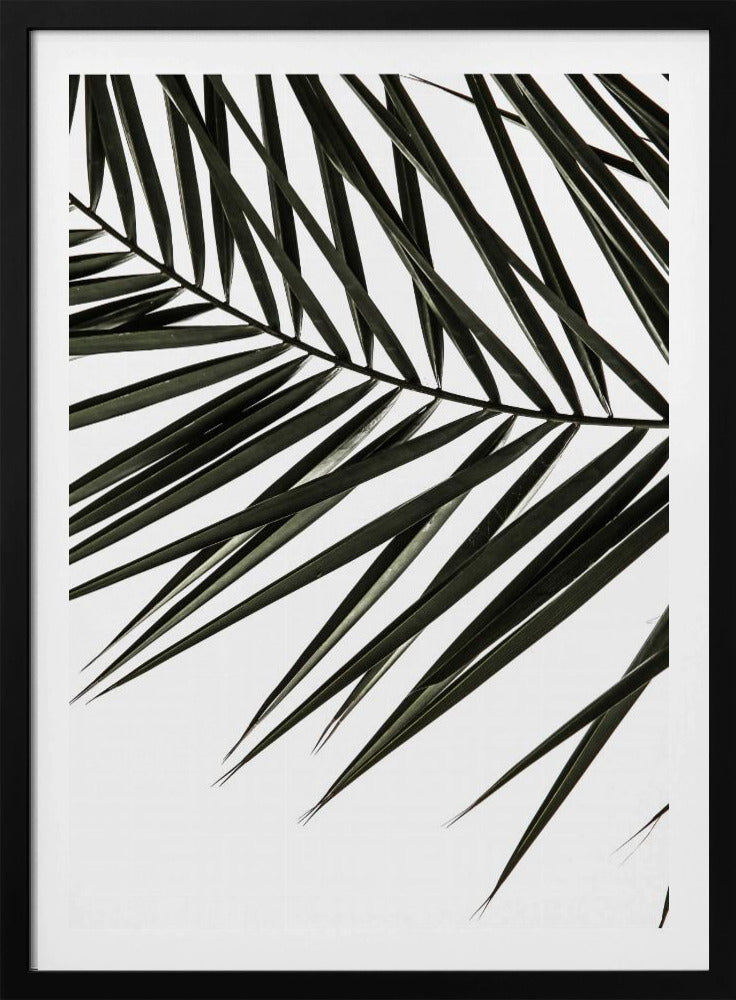 Frond Shadows | Poster