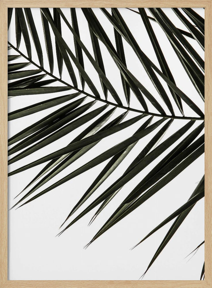 Frond Shadows | Poster