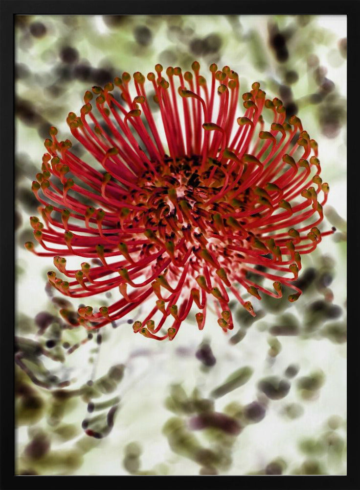 Strahlende Blüte | Poster